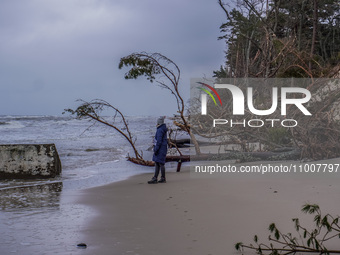 The coast of the Baltic Sea is being destroyed by a winter storm, with fallen cliffs and uprooted trees visible in Oslonino, Poland, on Janu...