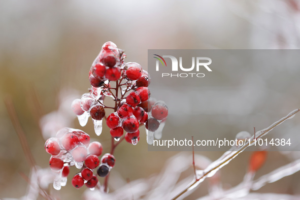 Frozen plants are seen in a park in Suqian, Jiangsu Province, China, on February 22, 2024. 
