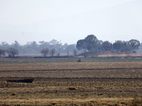 The Zumpango Lagoon in Zumpango de Ocampo, Mexico, is experiencing the effects of drought, with an area of 20 hectares impacted due to the l...