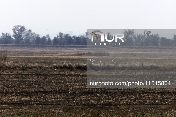 The Zumpango Lagoon in Zumpango de Ocampo, Mexico, is experiencing the effects of drought, with an area of 20 hectares impacted due to the l...