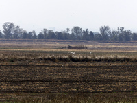 The Zumpango Lagoon in Zumpango de Ocampo, Mexico, is experiencing the effects of drought, with an area of 20 hectares impacted due to the l...