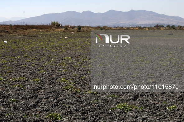 The Zumpango Lagoon in Zumpango de Ocampo, Mexico, is experiencing the effects of drought, with an area of 20 hectares impacted due to the l...