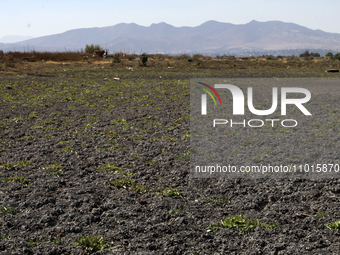 The Zumpango Lagoon in Zumpango de Ocampo, Mexico, is experiencing the effects of drought, with an area of 20 hectares impacted due to the l...