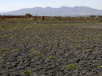 The Zumpango Lagoon in Zumpango de Ocampo, Mexico, is experiencing the effects of drought, with an area of 20 hectares impacted due to the l...