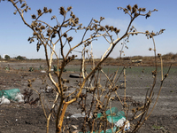 The Zumpango Lagoon in Zumpango de Ocampo, Mexico, is experiencing the effects of drought, with an area of 20 hectares impacted due to the l...