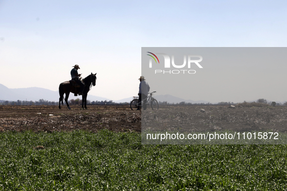 A farmer is riding his horse next to Zumpango Lagoon, which is affected by drought due to the lack of rain, in Zumpango de Ocampo, Mexico, o...