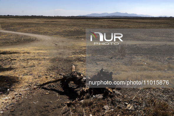 The Zumpango Lagoon in Zumpango de Ocampo, Mexico, is experiencing the effects of drought, with an area of 20 hectares impacted due to the l...