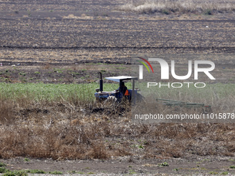 A farmer is plowing the land on a tractor in the affected area of the Zumpango lagoon, which is experiencing drought due to the lack of rain...