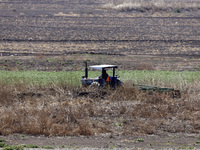 A farmer is plowing the land on a tractor in the affected area of the Zumpango lagoon, which is experiencing drought due to the lack of rain...