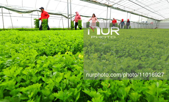 Workers are transferring celery sprouts from a greenhouse to a breeding greenhouse in Zhangye, China, on February 24, 2024. 