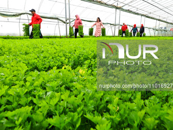 Workers are transferring celery sprouts from a greenhouse to a breeding greenhouse in Zhangye, China, on February 24, 2024. (