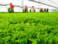 Workers are transferring celery sprouts from a greenhouse to a breeding greenhouse in Zhangye, China, on February 24, 2024. (