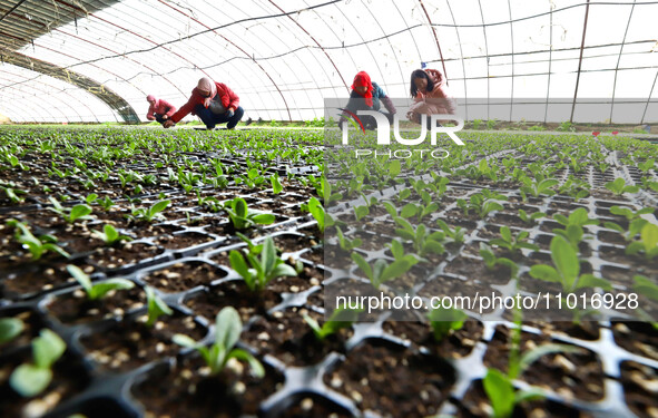 Staff members are checking seedling emergence in a greenhouse for celery seedlings in Zhangye, China, on February 24, 2024. 