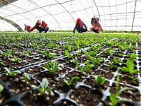 Staff members are checking seedling emergence in a greenhouse for celery seedlings in Zhangye, China, on February 24, 2024. (