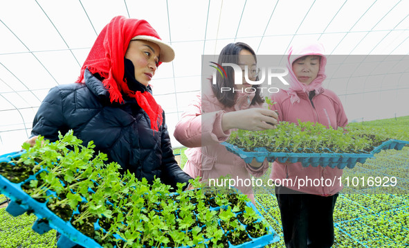 Technicians are testing the germination rate of celery seedlings in a greenhouse in Zhangye, China, on February 24, 2024. 