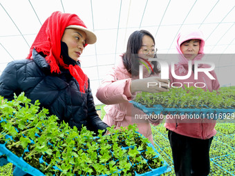 Technicians are testing the germination rate of celery seedlings in a greenhouse in Zhangye, China, on February 24, 2024. (