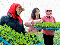 Technicians are testing the germination rate of celery seedlings in a greenhouse in Zhangye, China, on February 24, 2024. (