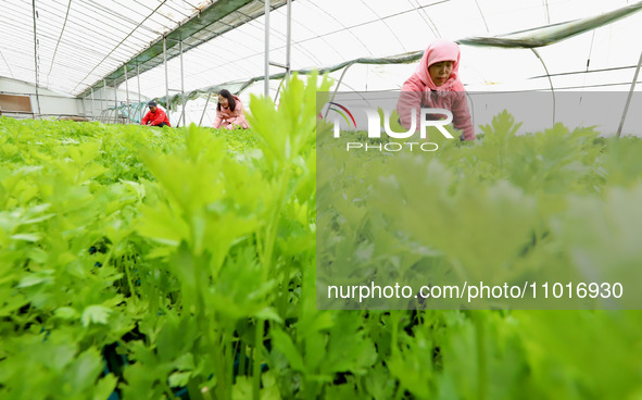 Workers are repairing celery seedlings in a greenhouse in Zhangye, China, on February 22, 2024. 