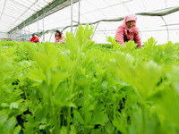 Workers are repairing celery seedlings in a greenhouse in Zhangye, China, on February 22, 2024. (