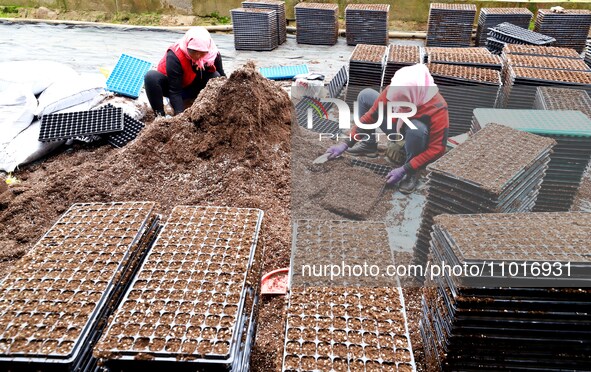 Staff members are carrying out substrate plate loading in a greenhouse for celery seedling cultivation in Zhangye, Gansu Province, China, on...