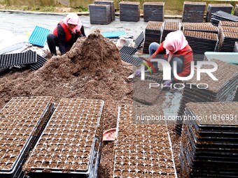 Staff members are carrying out substrate plate loading in a greenhouse for celery seedling cultivation in Zhangye, Gansu Province, China, on...