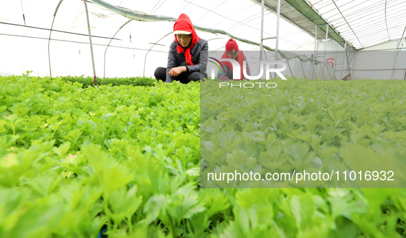 Workers are repairing celery seedlings in a greenhouse in Zhangye, China, on February 22, 2024. 