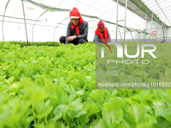 Workers are repairing celery seedlings in a greenhouse in Zhangye, China, on February 22, 2024. (