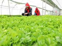 Workers are repairing celery seedlings in a greenhouse in Zhangye, China, on February 22, 2024. (