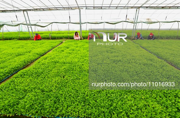 Workers are repairing celery seedlings in a greenhouse in Zhangye, China, on February 22, 2024. 