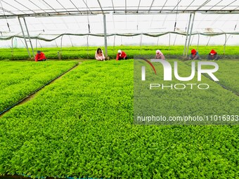 Workers are repairing celery seedlings in a greenhouse in Zhangye, China, on February 22, 2024. (