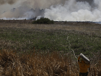 A firefighter is carrying a hose to extinguish a fire in the Cuemanco Ecological Park in Xochimilco, Mexico City. (