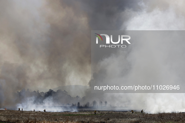 Firefighters are trying to put out a fire in the Cuemanco Ecological Park in Xochimilco, Mexico City. 