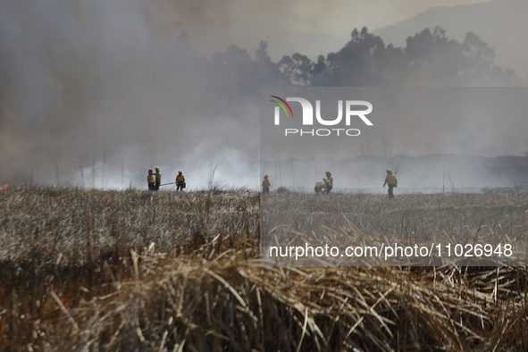 Firefighters are trying to put out a fire in the Cuemanco Ecological Park in Xochimilco, Mexico City. 