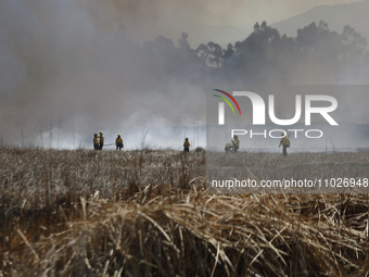 Firefighters are trying to put out a fire in the Cuemanco Ecological Park in Xochimilco, Mexico City. (