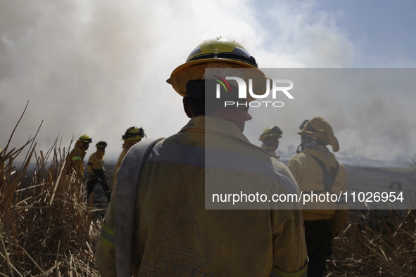 Firefighters are trying to put out a fire in the Cuemanco Ecological Park in Xochimilco, Mexico City. 