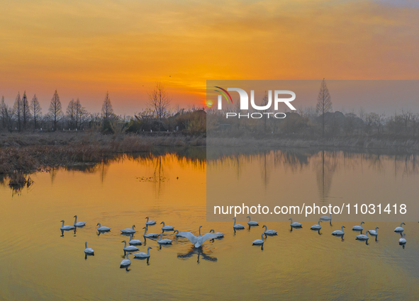 Cygnets are feeding on the water at the Hongze Lake Wetland scenic spot in Suqian, Jiangsu Province, China, on February 27, 2024. 