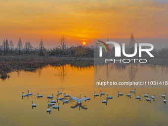 Cygnets are feeding on the water at the Hongze Lake Wetland scenic spot in Suqian, Jiangsu Province, China, on February 27, 2024. (