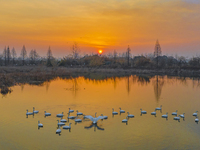 Cygnets are feeding on the water at the Hongze Lake Wetland scenic spot in Suqian, Jiangsu Province, China, on February 27, 2024. (