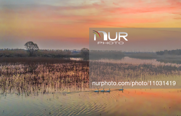 Cygnets are feeding on the water at the Hongze Lake Wetland scenic spot in Suqian, Jiangsu Province, China, on February 27, 2024. 