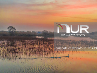 Cygnets are feeding on the water at the Hongze Lake Wetland scenic spot in Suqian, Jiangsu Province, China, on February 27, 2024. (