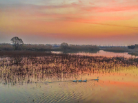 Cygnets are feeding on the water at the Hongze Lake Wetland scenic spot in Suqian, Jiangsu Province, China, on February 27, 2024. (