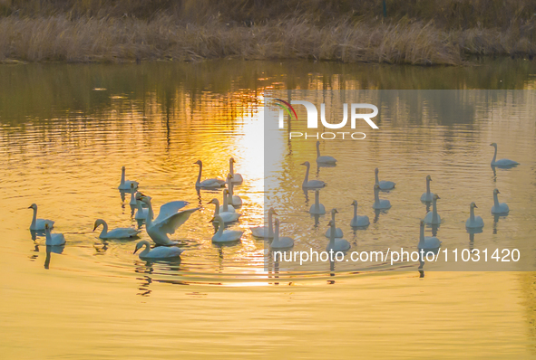 Cygnets are feeding on the water at the Hongze Lake Wetland scenic spot in Suqian, Jiangsu Province, China, on February 27, 2024. 