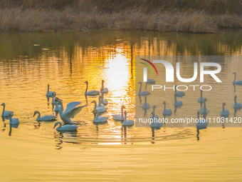 Cygnets are feeding on the water at the Hongze Lake Wetland scenic spot in Suqian, Jiangsu Province, China, on February 27, 2024. (