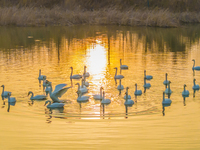 Cygnets are feeding on the water at the Hongze Lake Wetland scenic spot in Suqian, Jiangsu Province, China, on February 27, 2024. (