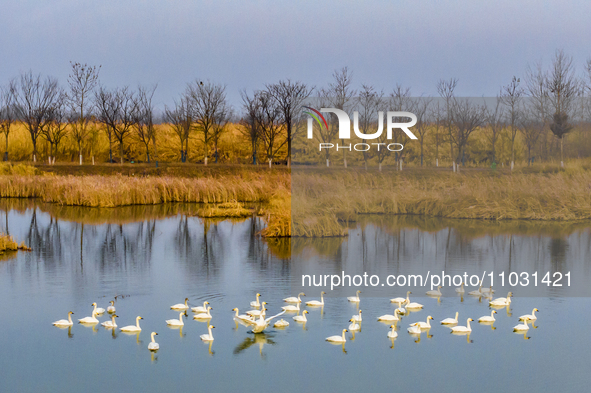 Cygnets are feeding on the water at the Hongze Lake Wetland scenic spot in Suqian, Jiangsu Province, China, on February 27, 2024. 