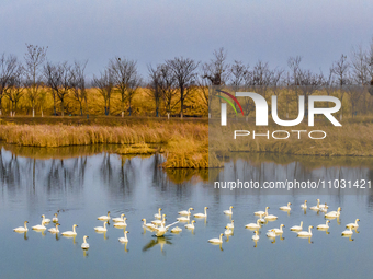 Cygnets are feeding on the water at the Hongze Lake Wetland scenic spot in Suqian, Jiangsu Province, China, on February 27, 2024. (