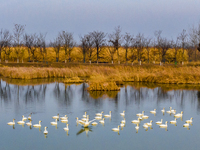 Cygnets are feeding on the water at the Hongze Lake Wetland scenic spot in Suqian, Jiangsu Province, China, on February 27, 2024. (