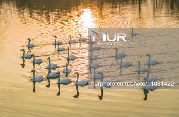 Cygnets are feeding on the water at the Hongze Lake Wetland scenic spot in Suqian, Jiangsu Province, China, on February 27, 2024. 