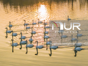 Cygnets are feeding on the water at the Hongze Lake Wetland scenic spot in Suqian, Jiangsu Province, China, on February 27, 2024. (