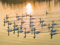 Cygnets are feeding on the water at the Hongze Lake Wetland scenic spot in Suqian, Jiangsu Province, China, on February 27, 2024. (